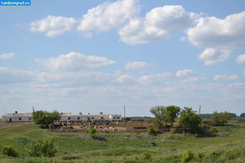 Тамбовский район. Коровник